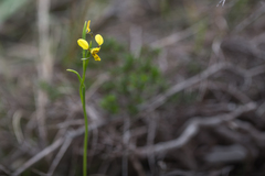 Diuris unica