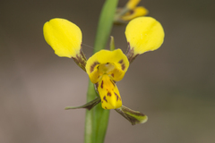 Diuris unica