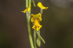 Diuris unica