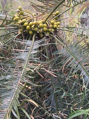 Cycas