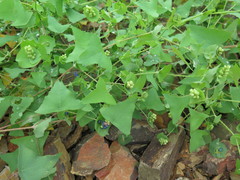 Persicaria perfoliata