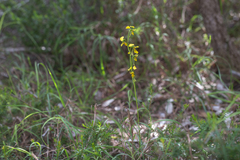Diuris unica
