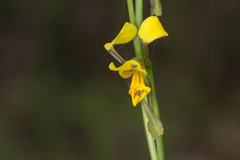 Diuris unica