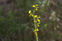 Diuris unica