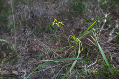 Diuris unica