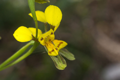 Diuris unica