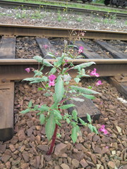 Impatiens glandulifera