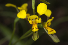 Diuris unica