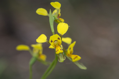 Diuris unica