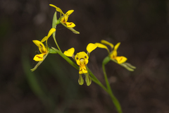 Diuris unica
