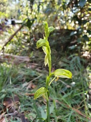 Pterostylis lineata