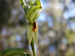 Pterostylis lineata