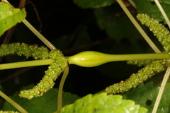 Neolasioptera boehmeriae