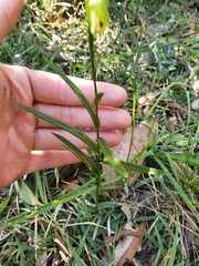 Pterostylis lineata