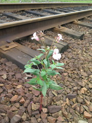 Impatiens glandulifera
