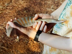 Tiliqua multifasciata