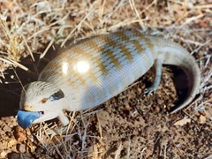 Tiliqua multifasciata