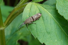 Phycodes minor
