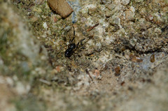 Liophrurillus flavitarsis