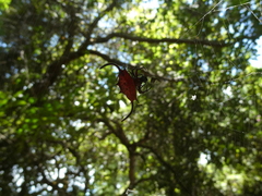 Gasteracantha falcicornis