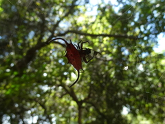 Gasteracantha falcicornis