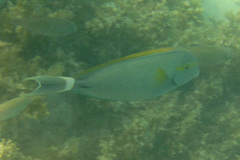 Acanthurus grammoptilus