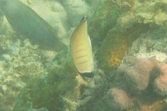 Chaetodon assarius