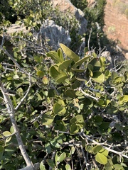 Olea capensis enervis