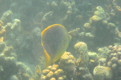 Chaetodon aureofasciatus