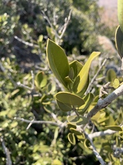 Olea capensis enervis