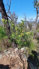 Pomaderris argyrophylla