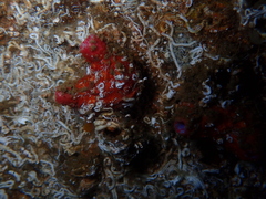 Pyura dura