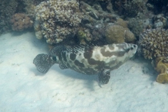 Epinephelus polyphekadion