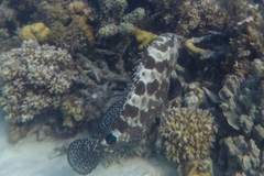 Epinephelus polyphekadion