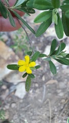 Hibbertia hexandra
