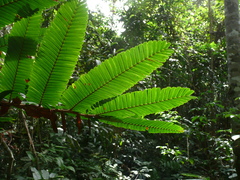 Didelotia gracillima