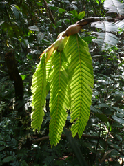 Didelotia gracillima