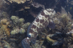 Epinephelus polyphekadion