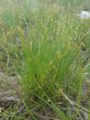Trichophorum cespitosum