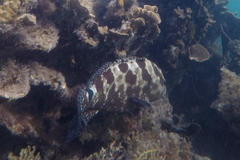 Epinephelus polyphekadion