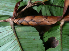 Didelotia gracillima