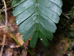 Didelotia gracillima