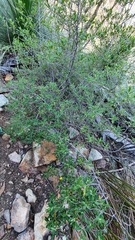 Hibbertia hexandra