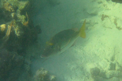 Lethrinus atkinsoni