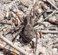 Venatrix australiensis