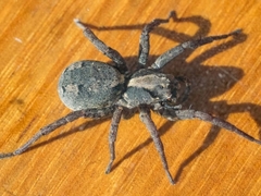 Venatrix australiensis