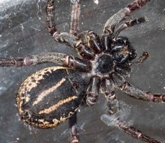 Venatrix australiensis