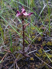 Pedicularis parviflora