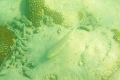 Valenciennea longipinnis