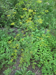 Pastinaca sativa sylvestris